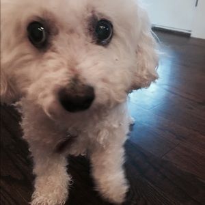 Meet your Posher, Shannon